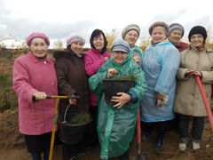Миссия выполнена! Силами волонтеров высажено 30 000 саженцев сосен