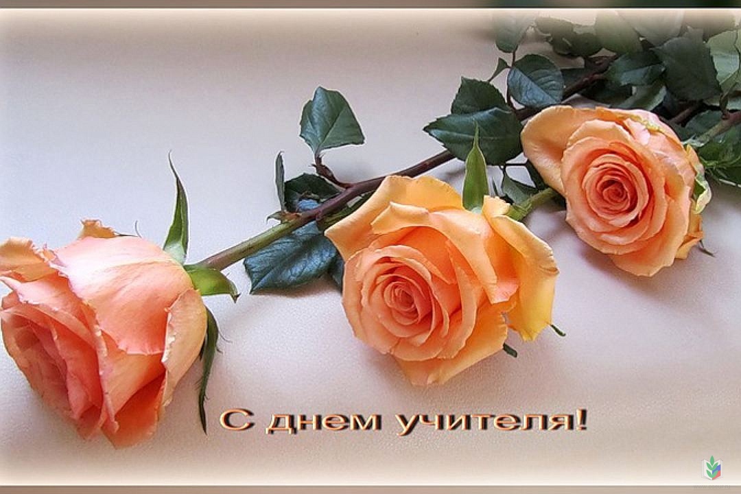 С днём учителя! С днём учителя!